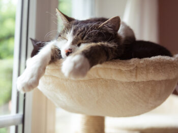 two cats in smal hammock